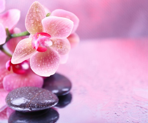 Orchid Spa screenshot #1 480x400