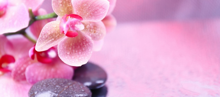 Orchid Spa wallpaper 720x320