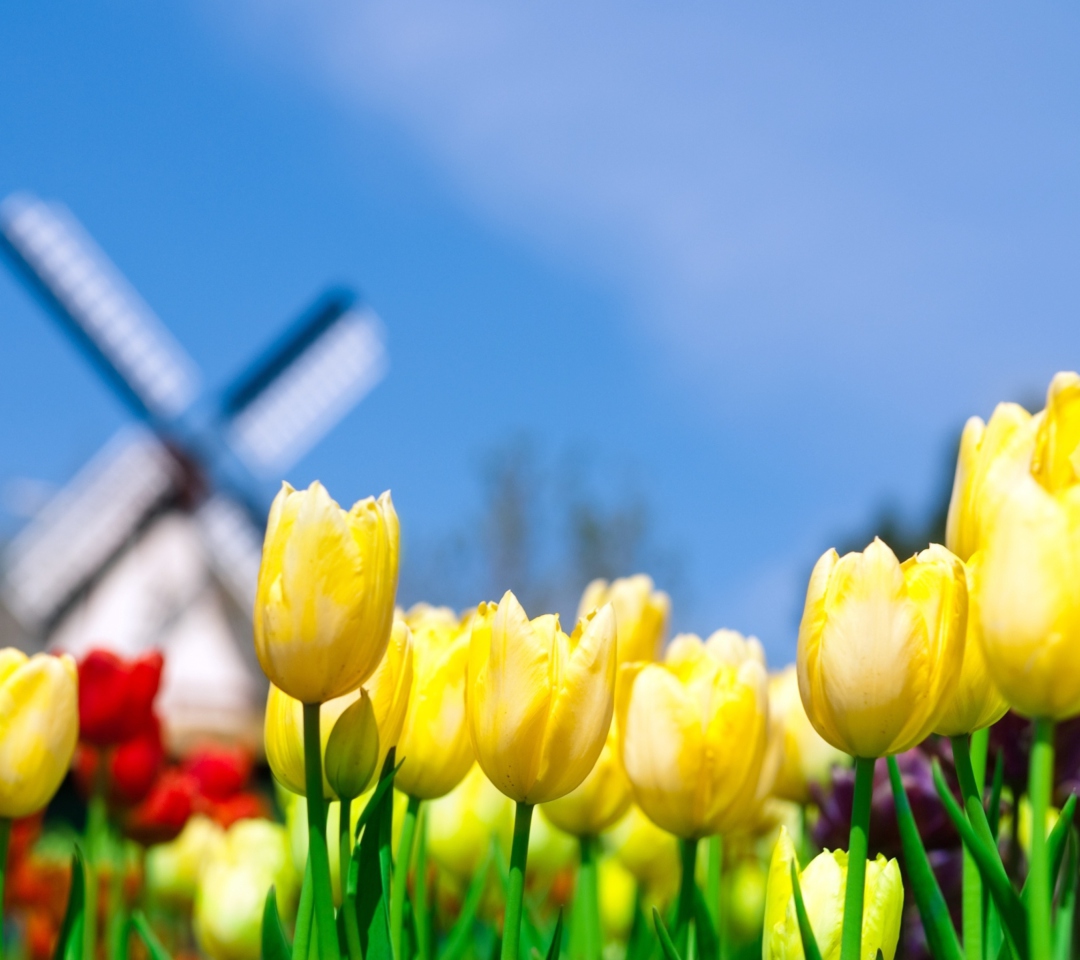 Обои Keukenhof Holland Tulips Park 1080x960