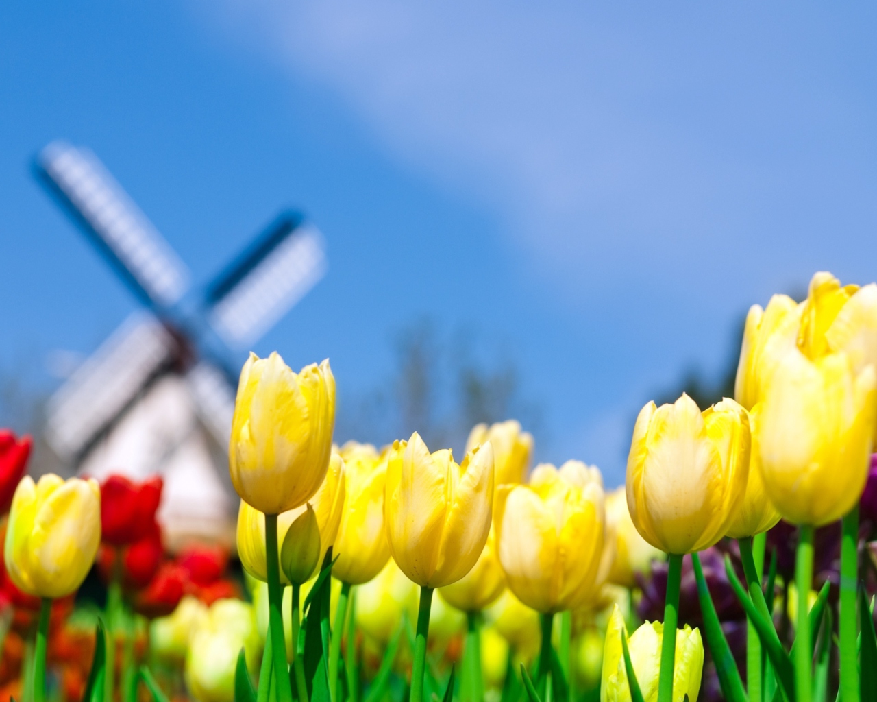 Keukenhof Holland Tulips Park screenshot #1 1280x1024
