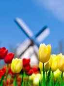 Fondo de pantalla Keukenhof Holland Tulips Park 132x176