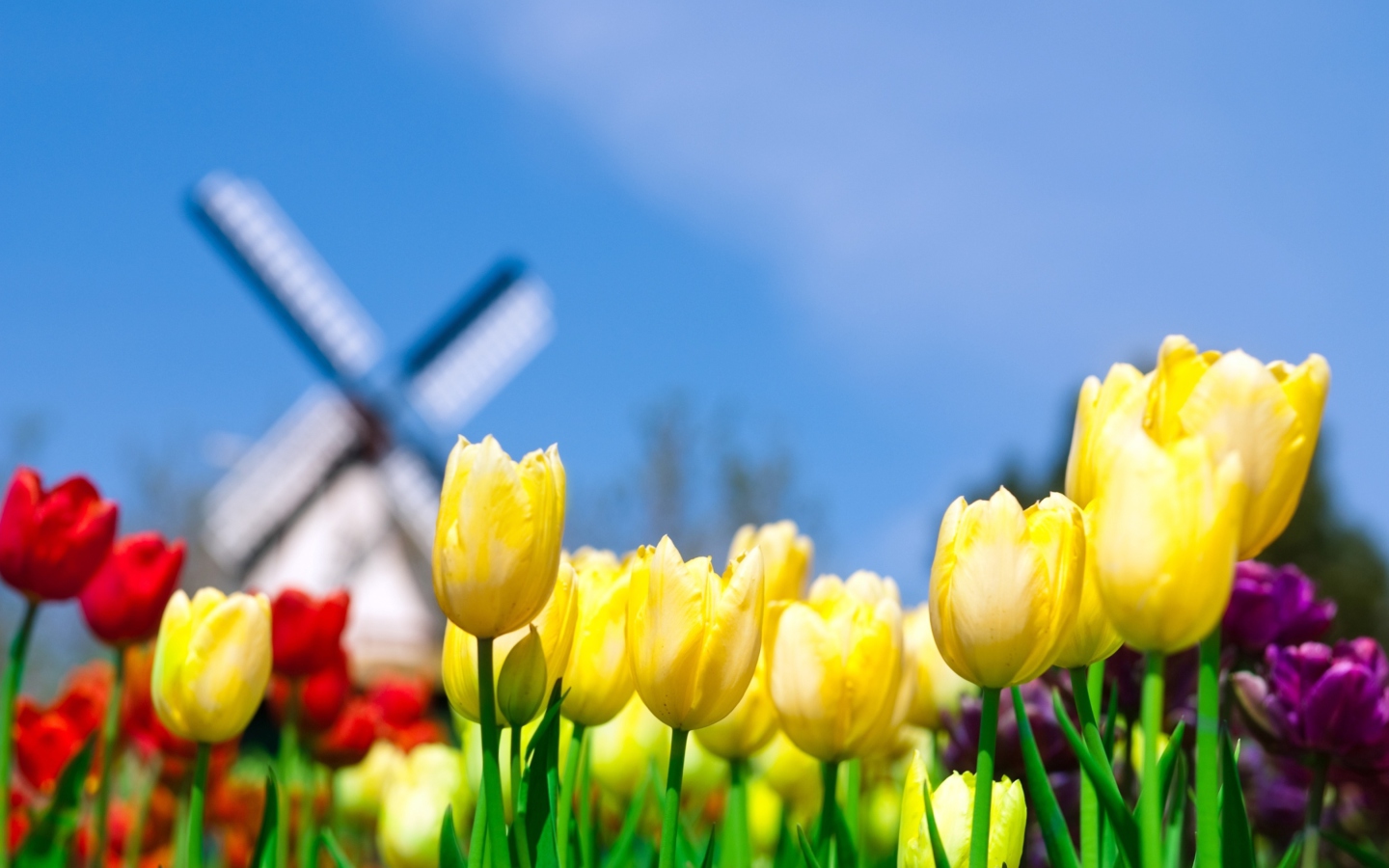 Sfondi Keukenhof Holland Tulips Park 1440x900