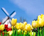 Screenshot №1 pro téma Keukenhof Holland Tulips Park 176x144
