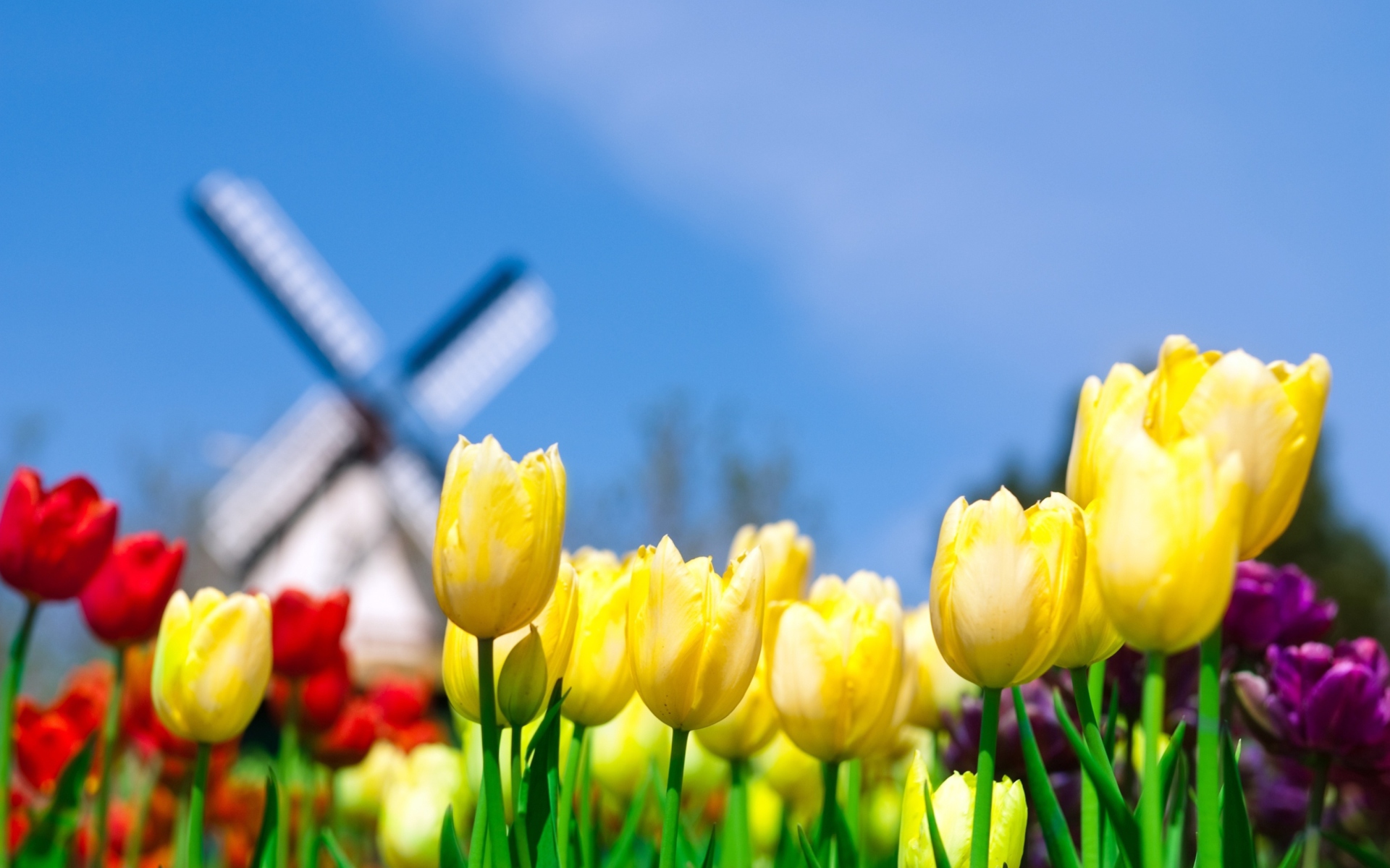 Keukenhof Holland Tulips Park wallpaper 1920x1200