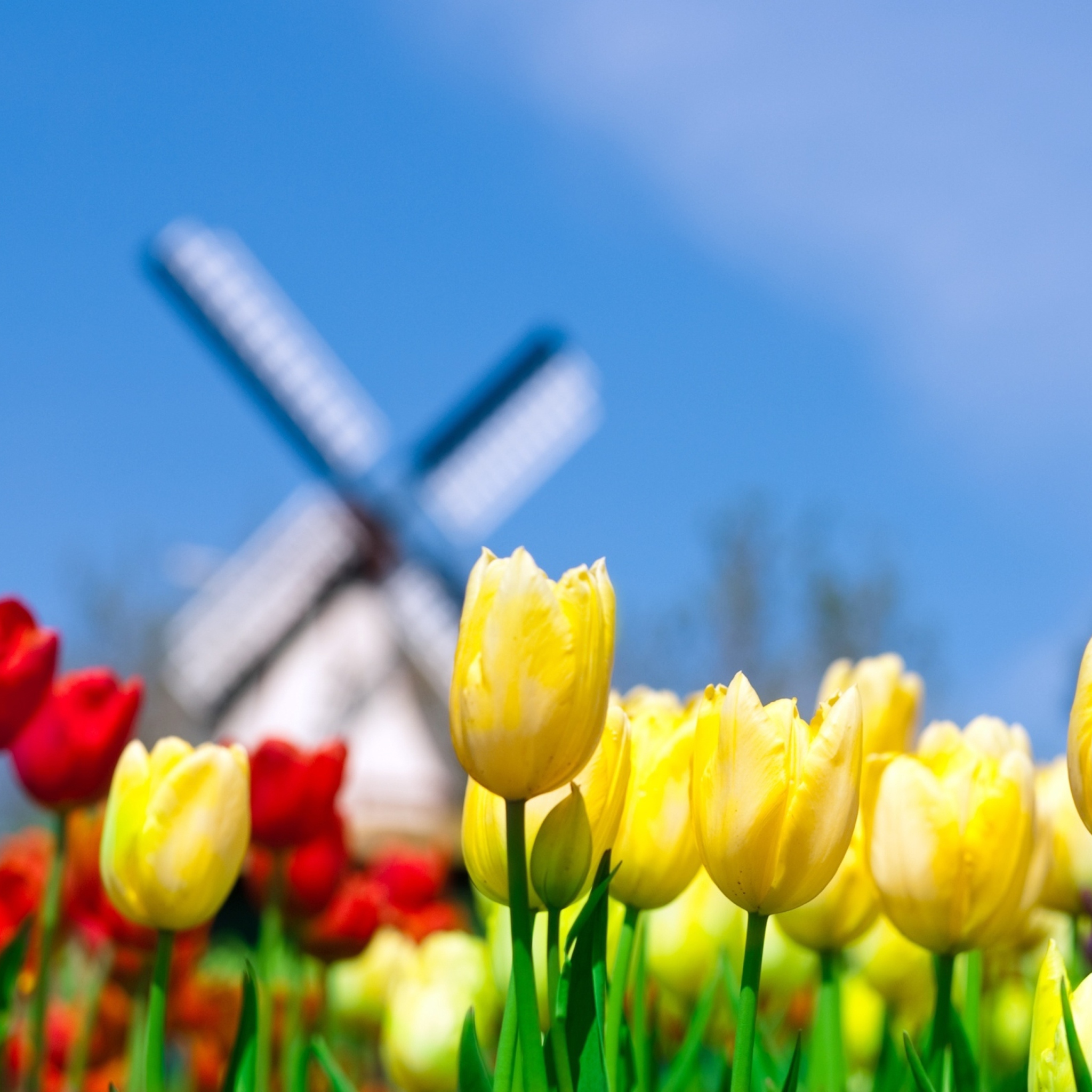 Fondo de pantalla Keukenhof Holland Tulips Park 2048x2048