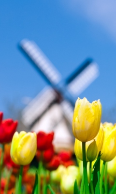 Das Keukenhof Holland Tulips Park Wallpaper 240x400