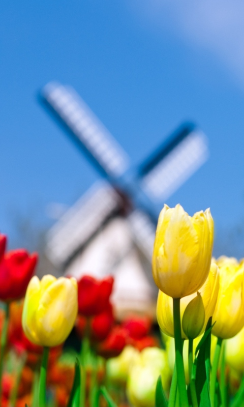 Keukenhof Holland Tulips Park screenshot #1 480x800