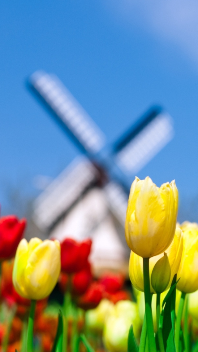 Das Keukenhof Holland Tulips Park Wallpaper 640x1136