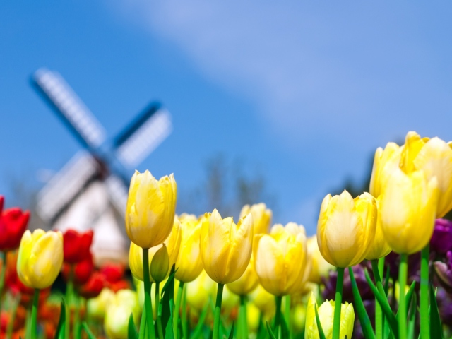 Das Keukenhof Holland Tulips Park Wallpaper 640x480