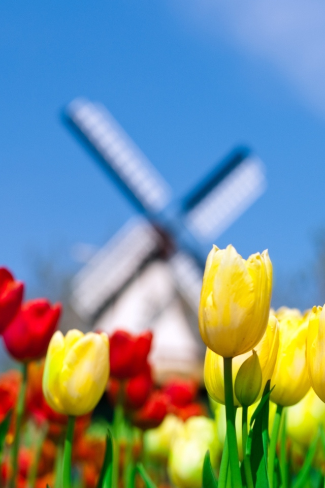 Keukenhof Holland Tulips Park wallpaper 640x960
