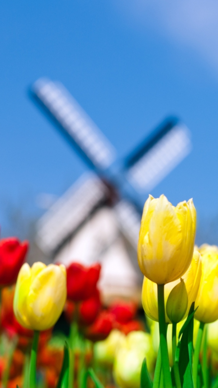 Keukenhof Holland Tulips Park screenshot #1 750x1334
