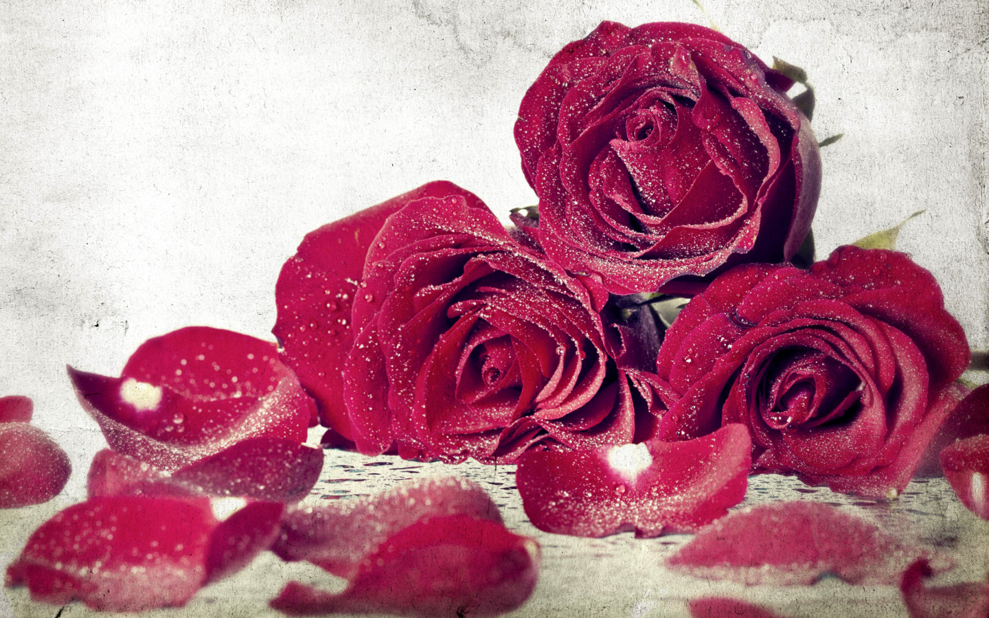 Обои Roses Fresh Dew 1440x900