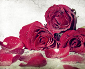 Fondo de pantalla Roses Fresh Dew 176x144