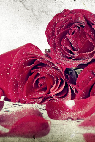 Roses Fresh Dew wallpaper 320x480