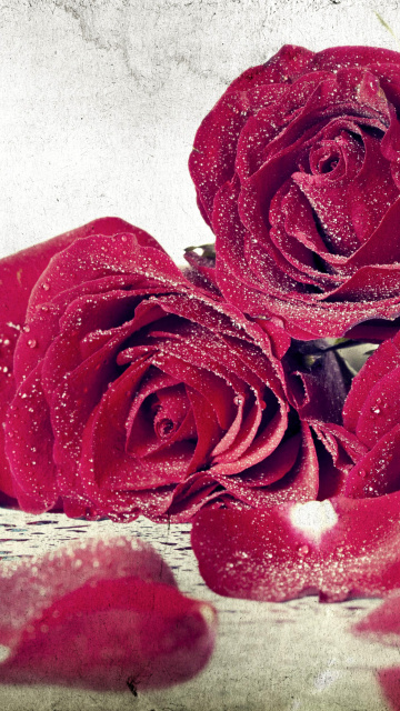 Roses Fresh Dew wallpaper 360x640