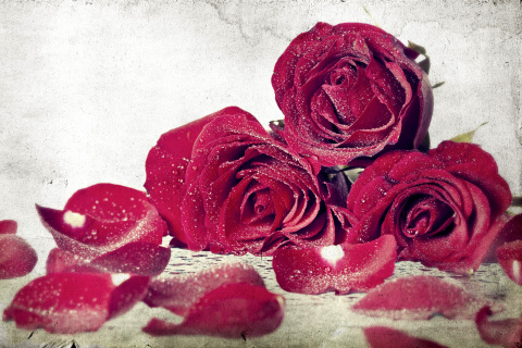 Das Roses Fresh Dew Wallpaper 480x320