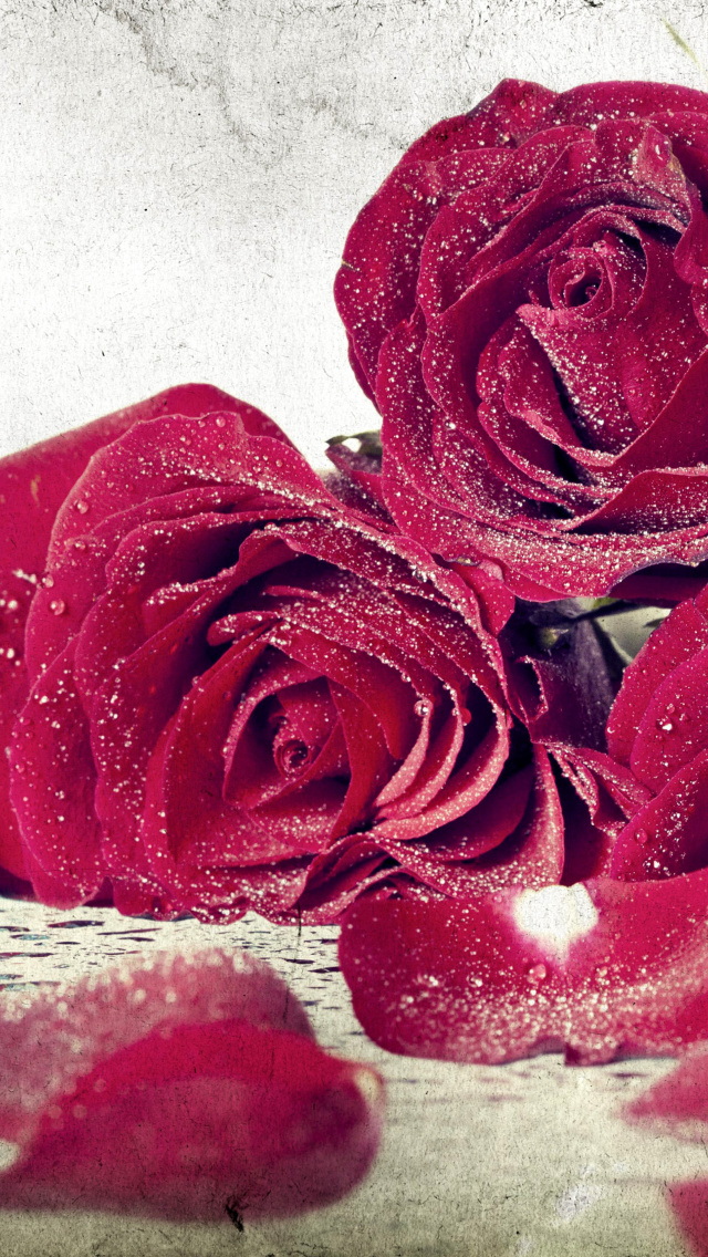 Обои Roses Fresh Dew 640x1136