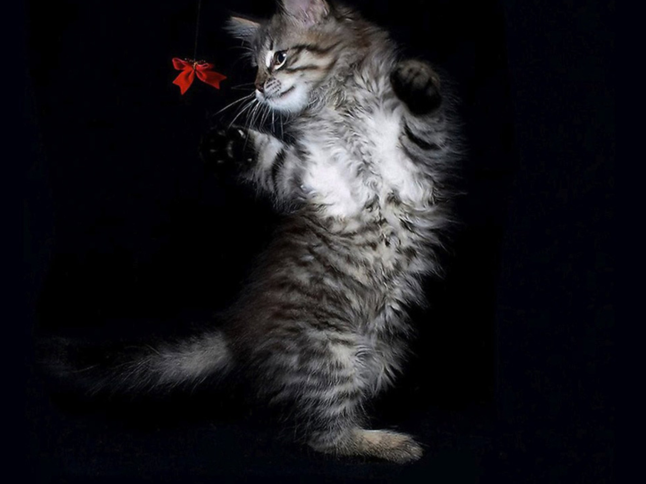Das Cat Dancing Wallpaper 1280x960