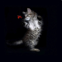 Screenshot №1 pro téma Cat Dancing 128x128