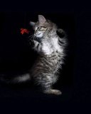 Cat Dancing screenshot #1 128x160