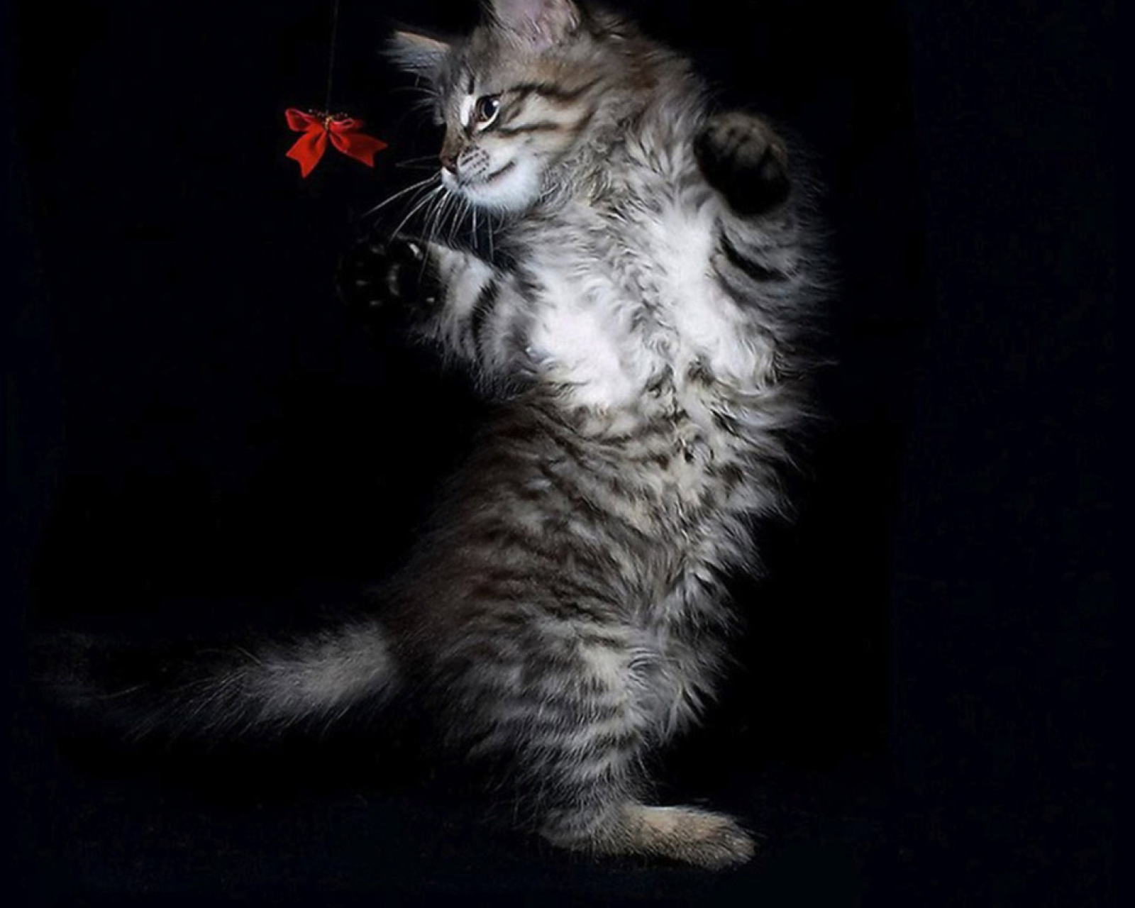 Fondo de pantalla Cat Dancing 1600x1280