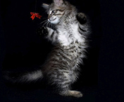 Das Cat Dancing Wallpaper 176x144
