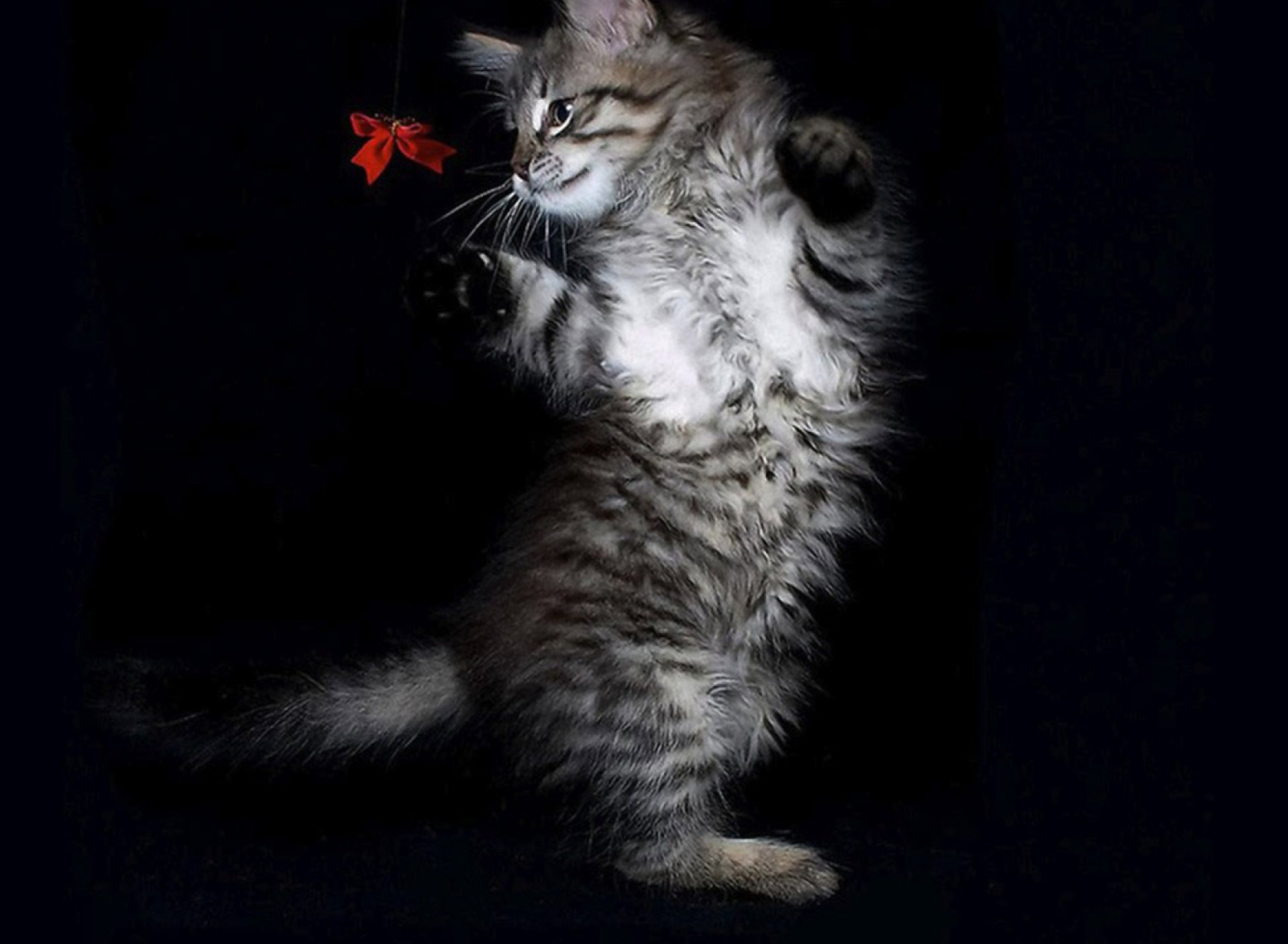 Das Cat Dancing Wallpaper 1920x1408