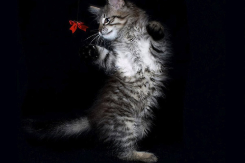 Das Cat Dancing Wallpaper 480x320