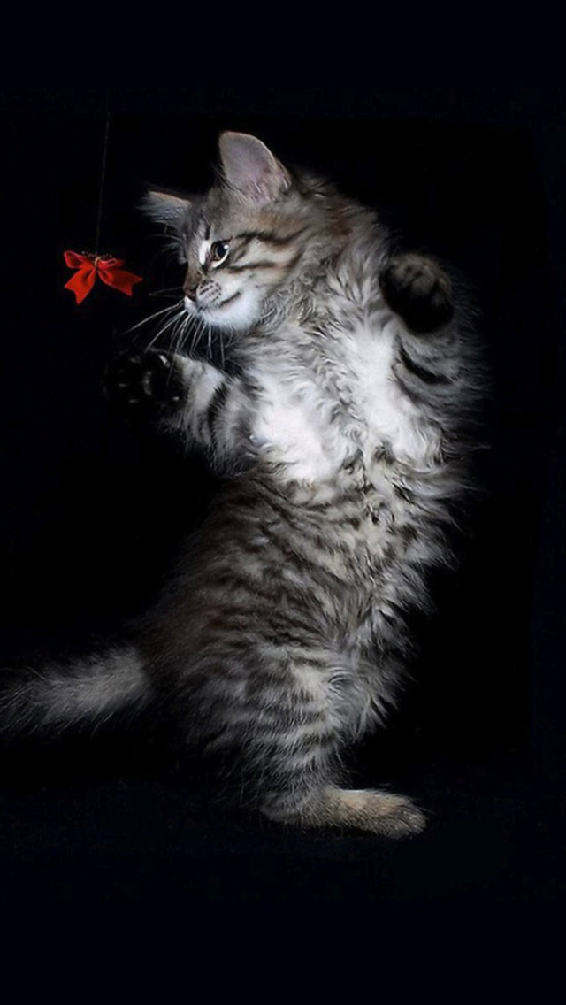 Cat Dancing wallpaper 640x1136