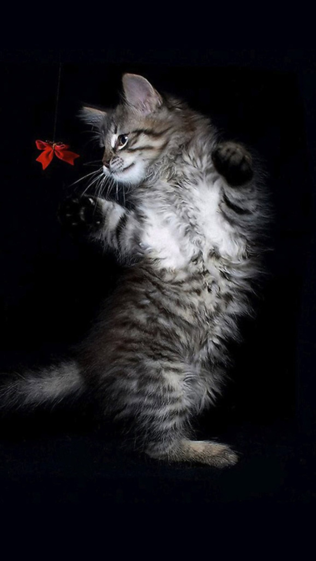 Fondo de pantalla Cat Dancing 640x1136