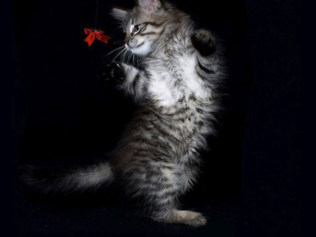Das Cat Dancing Wallpaper 640x480