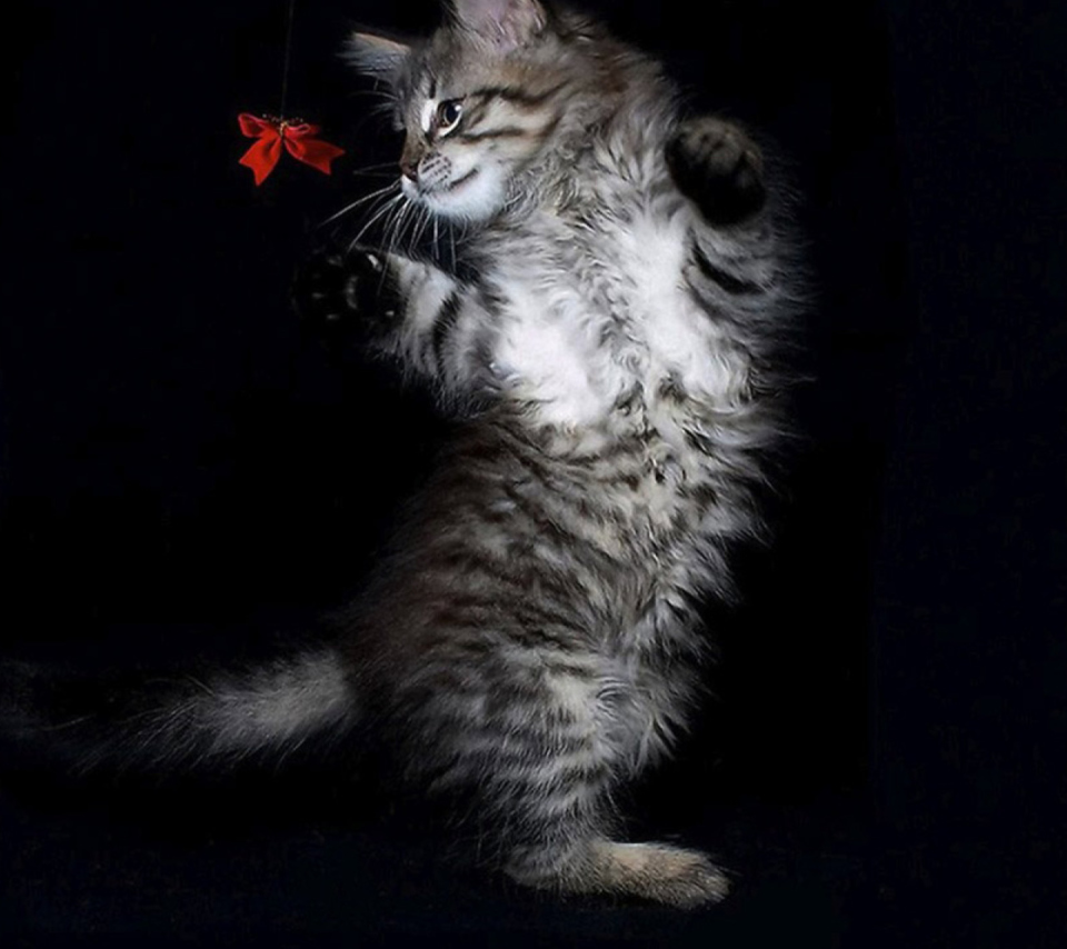 Cat Dancing screenshot #1 960x854