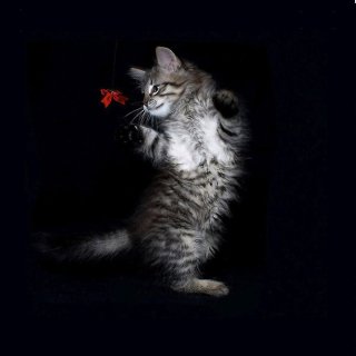 Cat Dancing - Obrázkek zdarma pro iPad 3