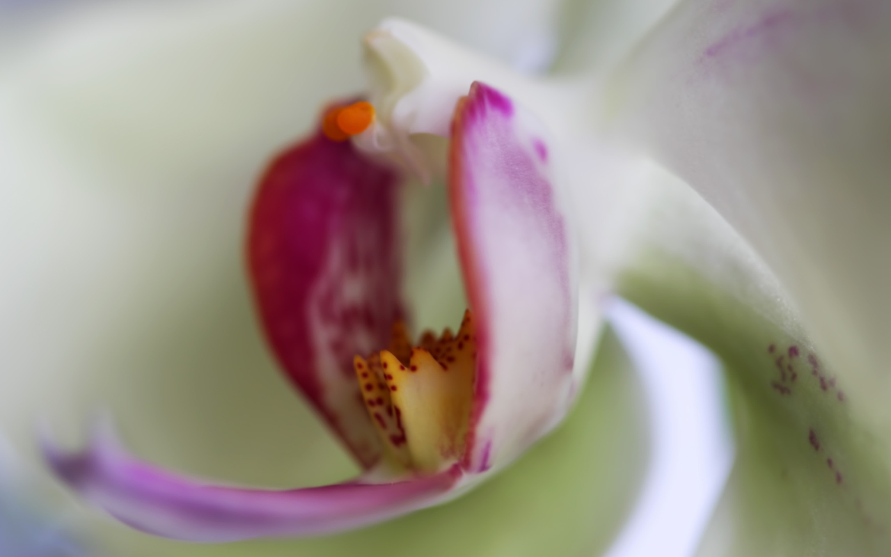 Orchid screenshot #1 1280x800