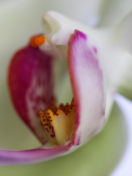 Orchid wallpaper 132x176