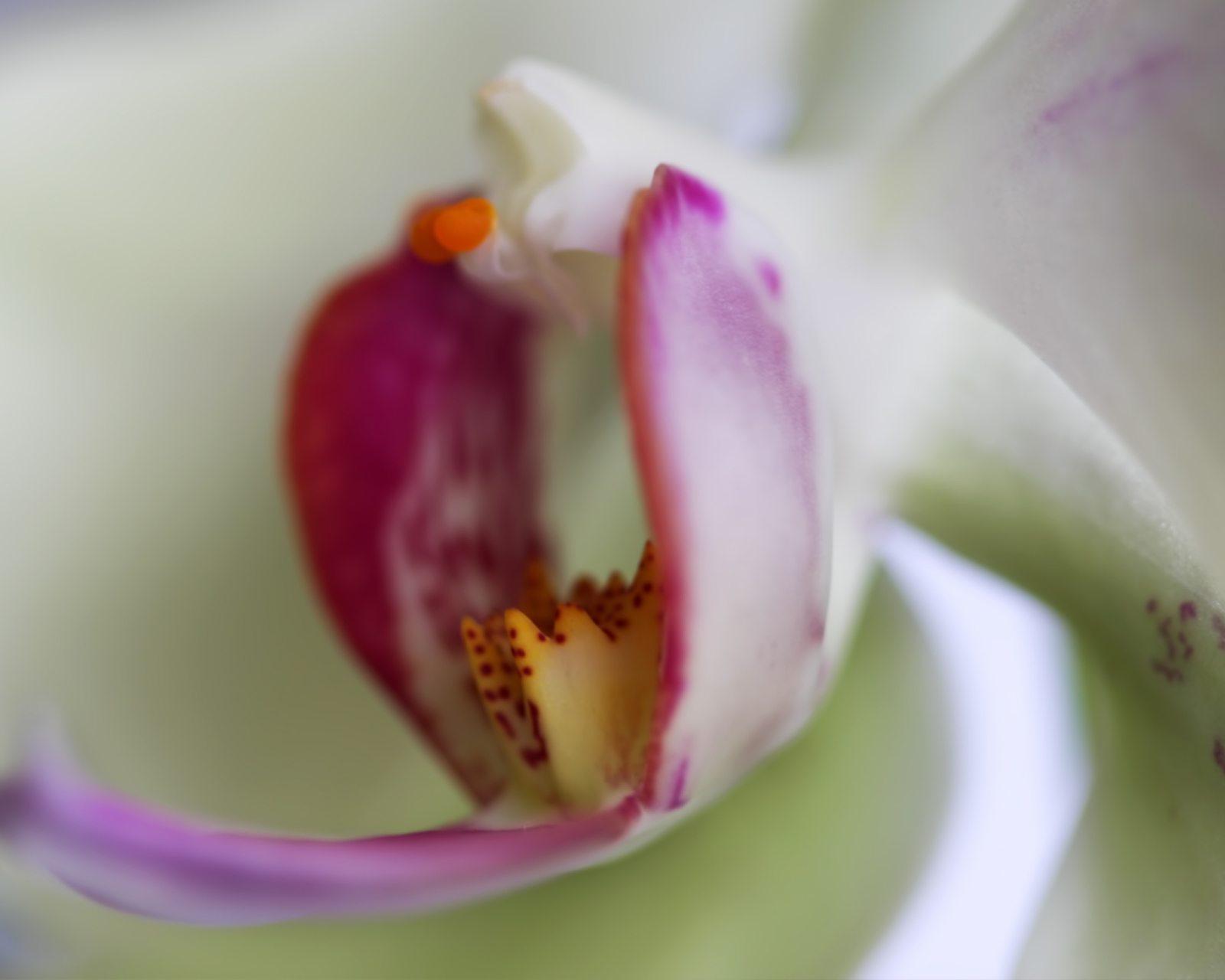 Sfondi Orchid 1600x1280