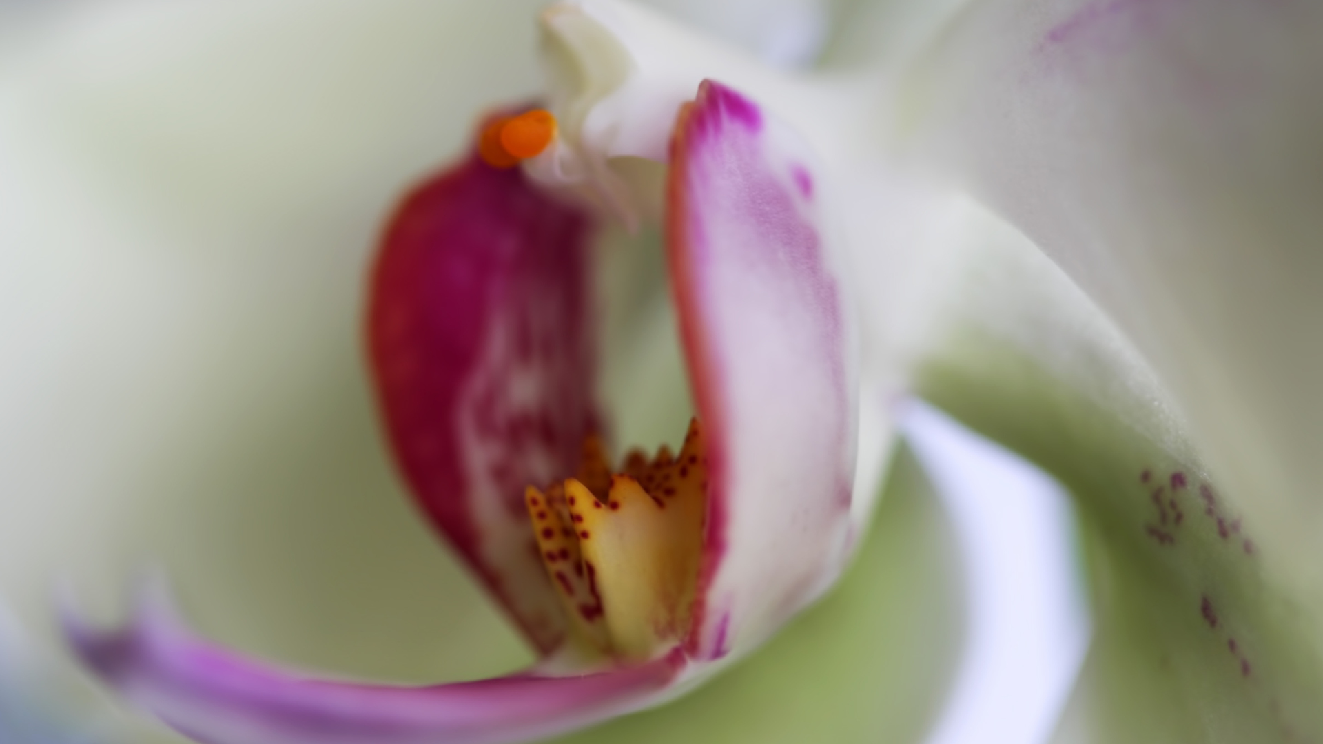 Sfondi Orchid 1920x1080