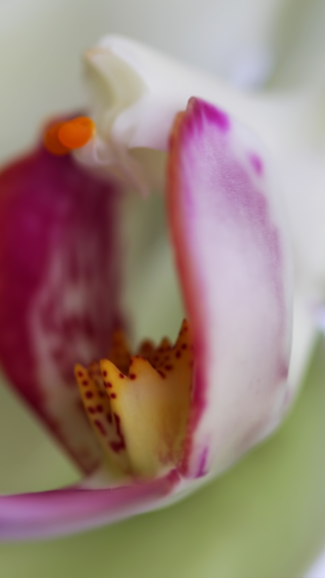Orchid wallpaper 640x1136