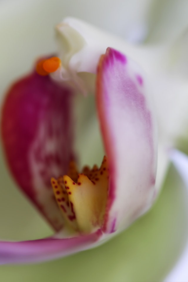 Orchid wallpaper 640x960