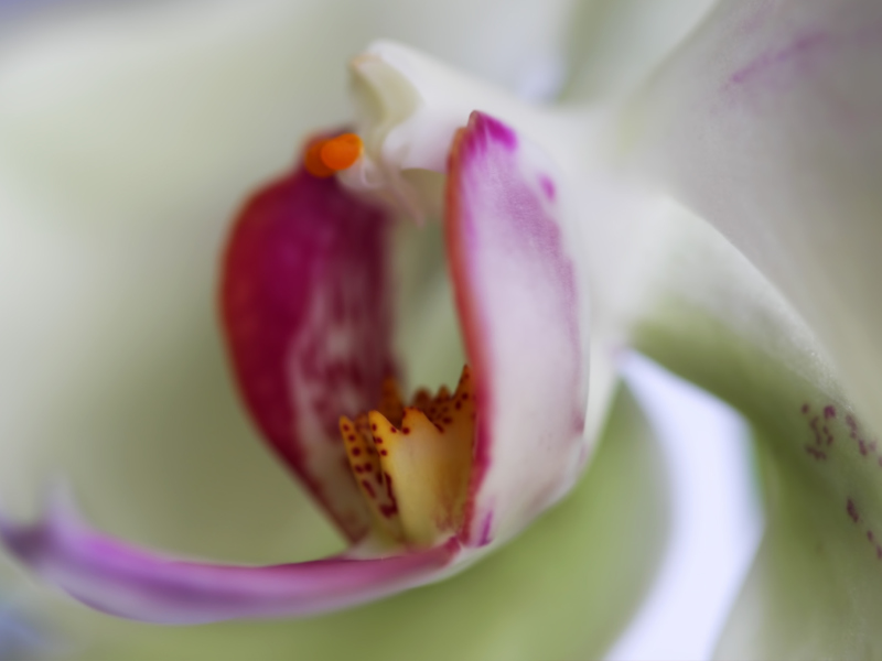 Orchid screenshot #1 800x600