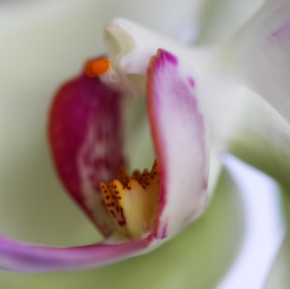 Orchid - Obrázkek zdarma pro iPad Air