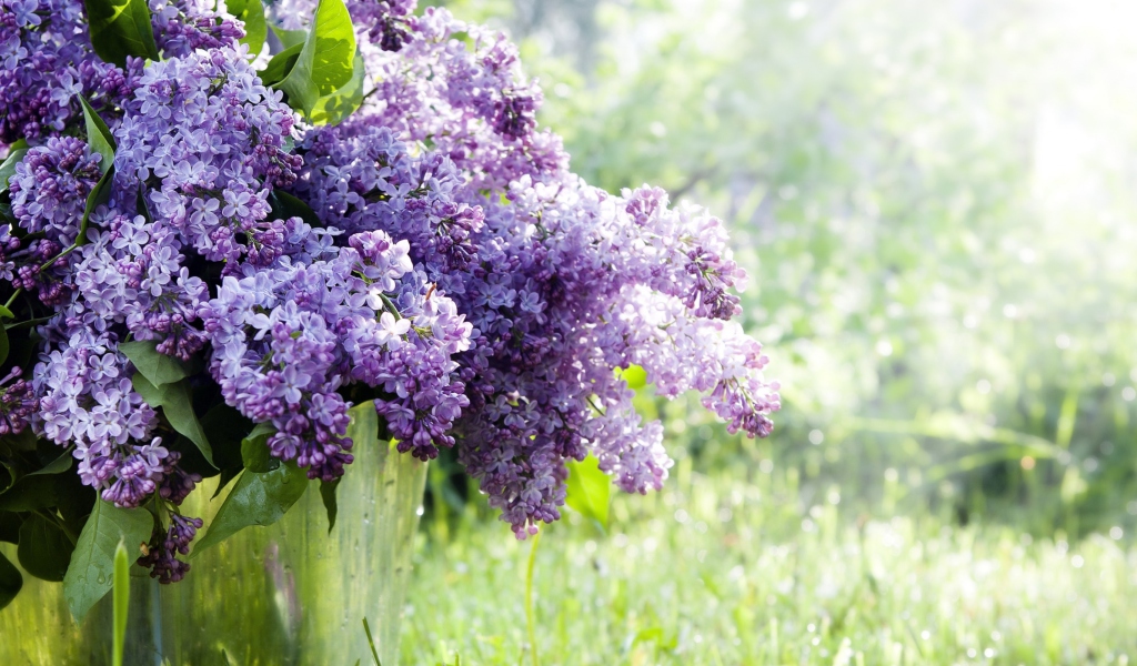 Sfondi Spring Lilac 1024x600