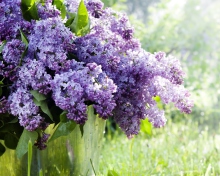 Fondo de pantalla Spring Lilac 220x176