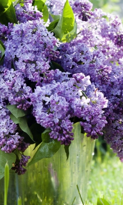 Sfondi Spring Lilac 240x400