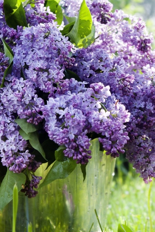 Sfondi Spring Lilac 320x480