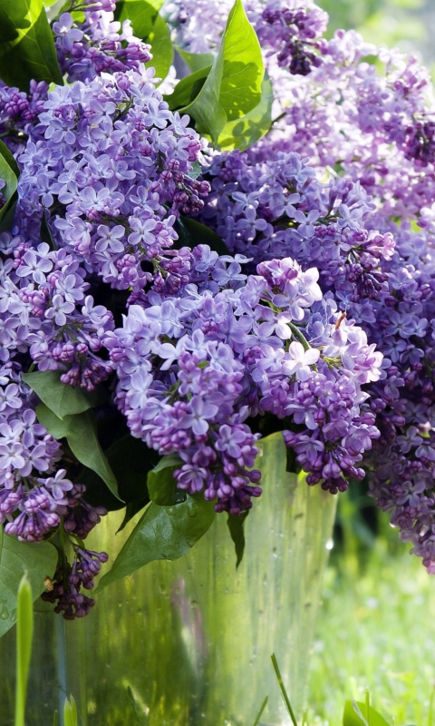 Sfondi Spring Lilac 480x800