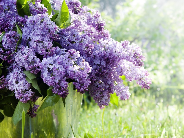 Обои Spring Lilac 640x480