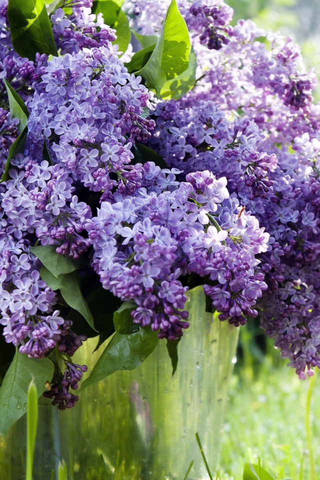 Sfondi Spring Lilac 640x960