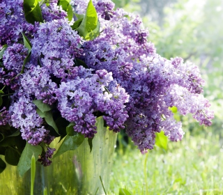 Spring Lilac - Obrázkek zdarma pro 208x208