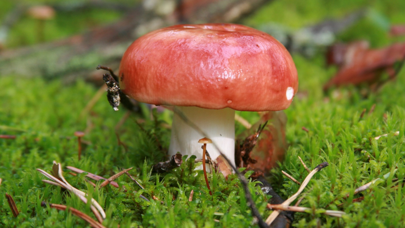 Обои Mushroom Russule 1366x768